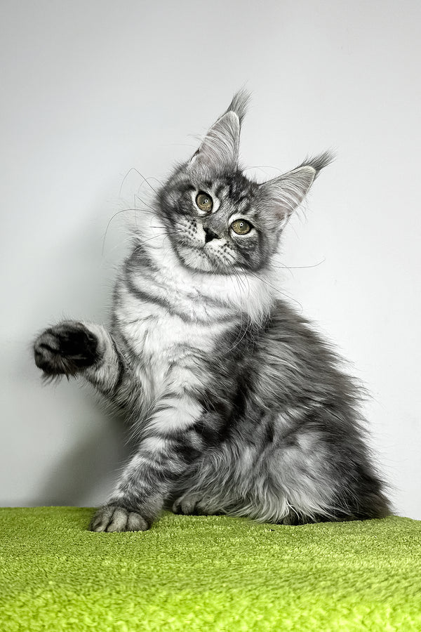 Yvonne | Maine Coon Kitten