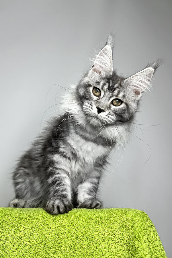 Yvonne | Maine Coon Kitten