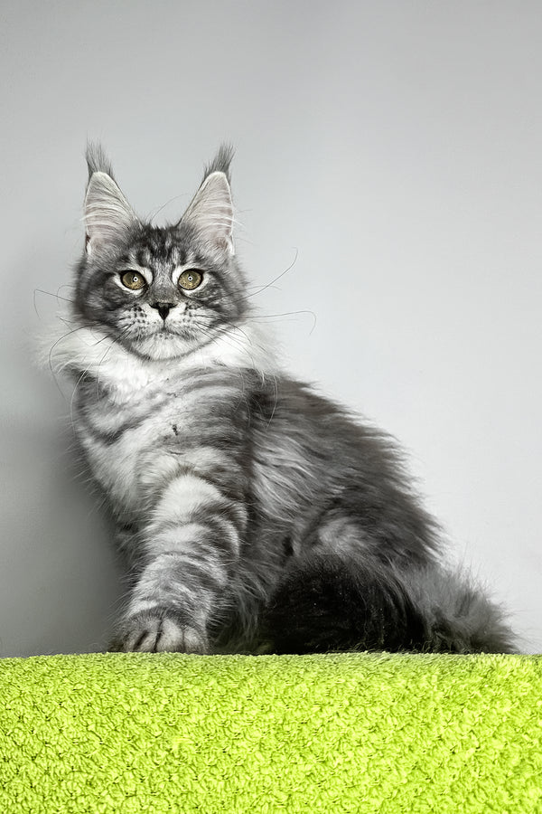 Yvonne | Maine Coon Kitten