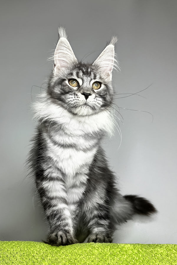 Yvonne | Maine Coon Kitten