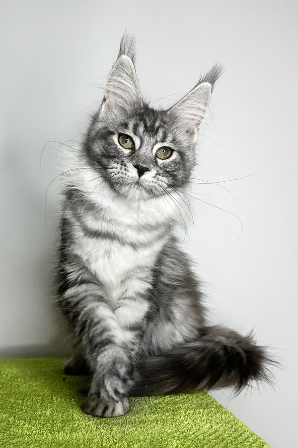 Yvonne | Maine Coon Kitten