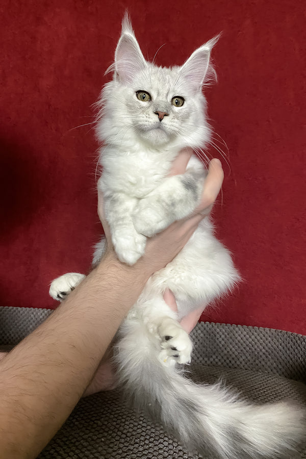 Zlata | Maine Coon Kitten