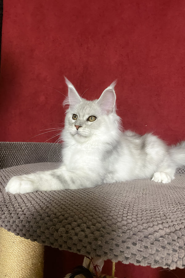 Zlata | Maine Coon Kitten