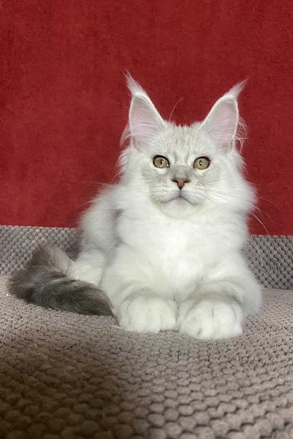 Zlata | Maine Coon Kitten