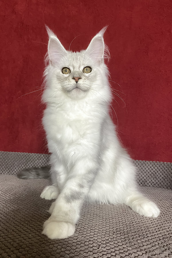 Zlata | Maine Coon Kitten