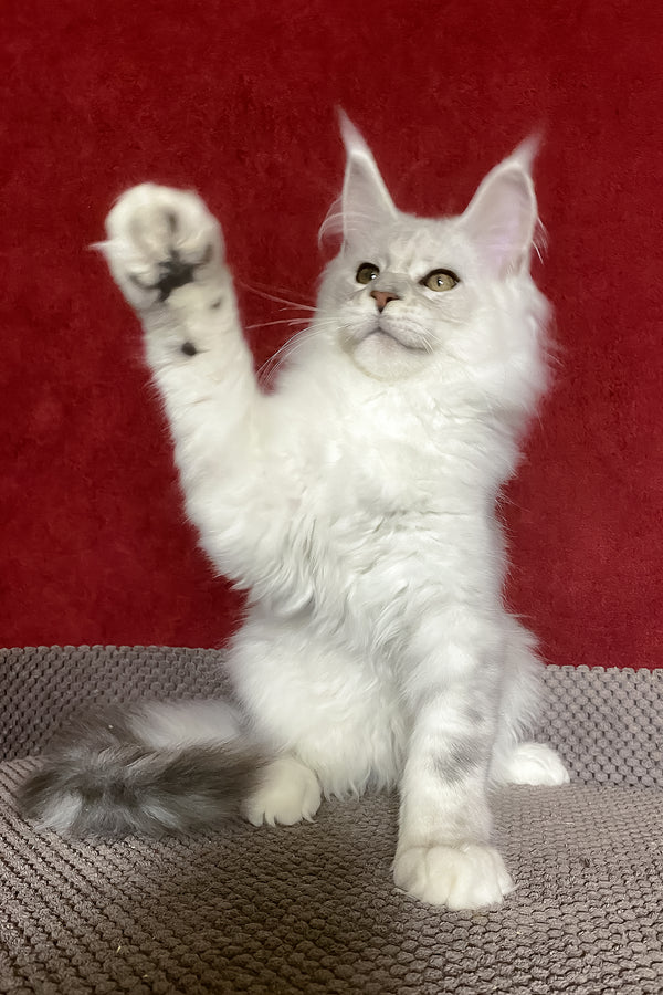 Zlata | Maine Coon Kitten