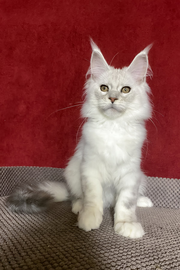 Zlata | Maine Coon Kitten