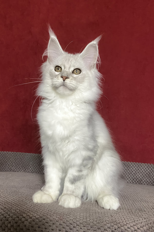 Zlata | Maine Coon Kitten