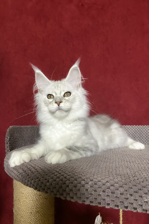 Zlata | Maine Coon Kitten