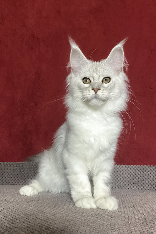 Zlata | Maine Coon Kitten