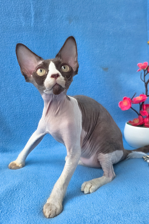 Zabava | Devon Rex Kitten