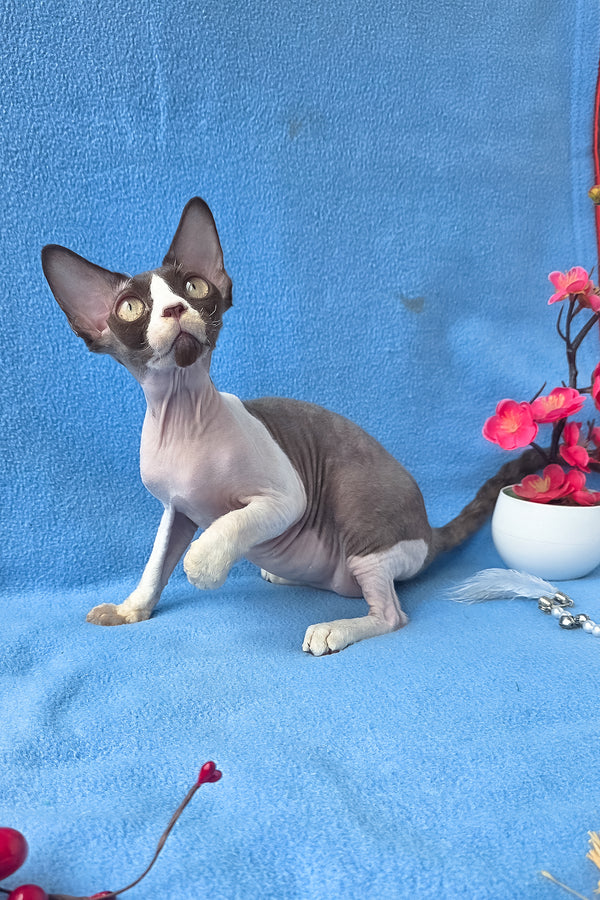 Zabava | Devon Rex Kitten