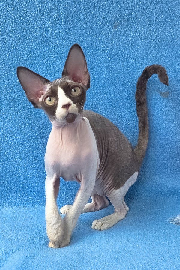 Zabava | Devon Rex Kitten