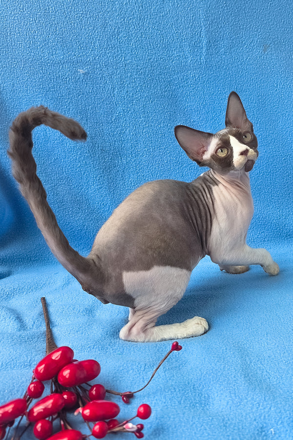 Zabava | Devon Rex Kitten