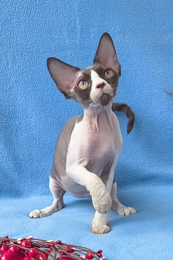 Zabava | Devon Rex Kitten