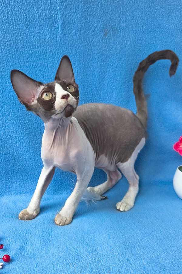 Zabava | Devon Rex Kitten
