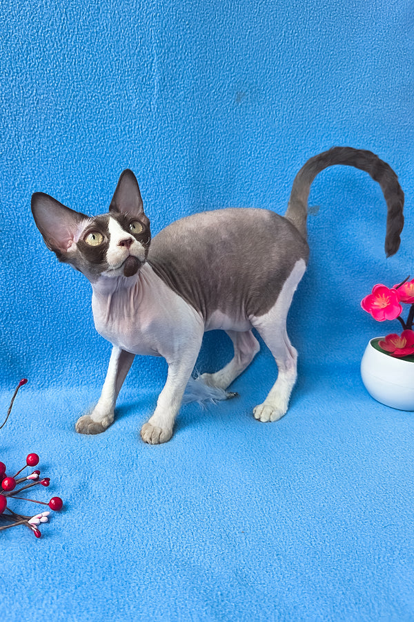 Zabava | Devon Rex Kitten