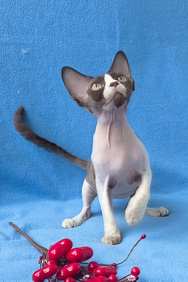 Zabava | Devon Rex Kitten