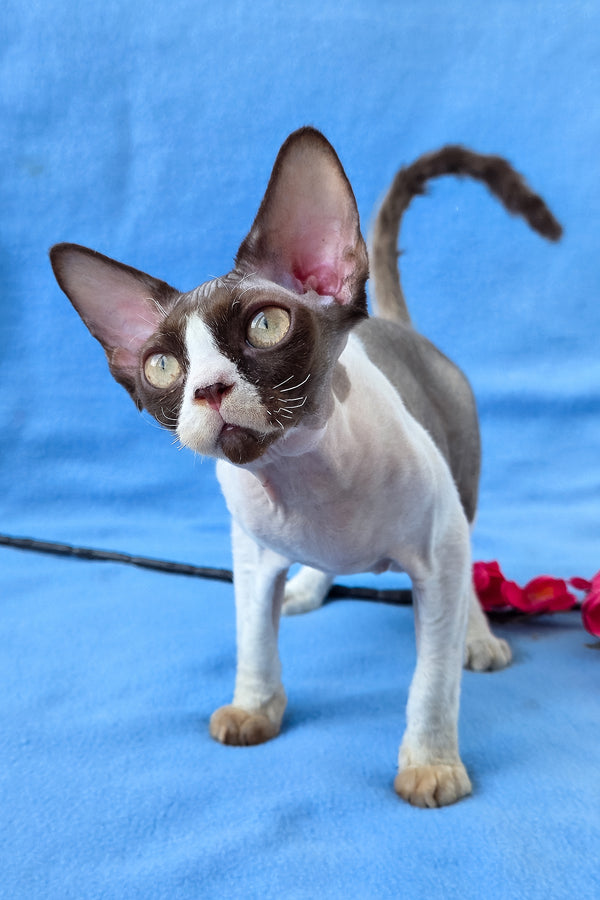 Zabava | Devon Rex Kitten