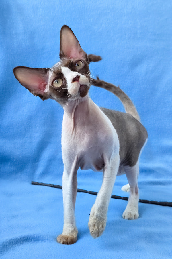 Zabava | Devon Rex Kitten