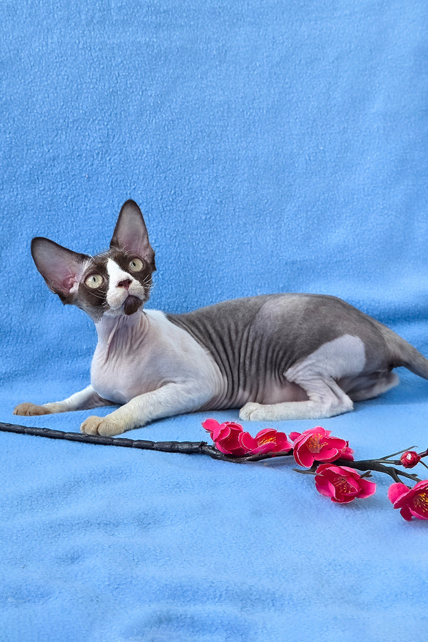 Zabava | Devon Rex Kitten