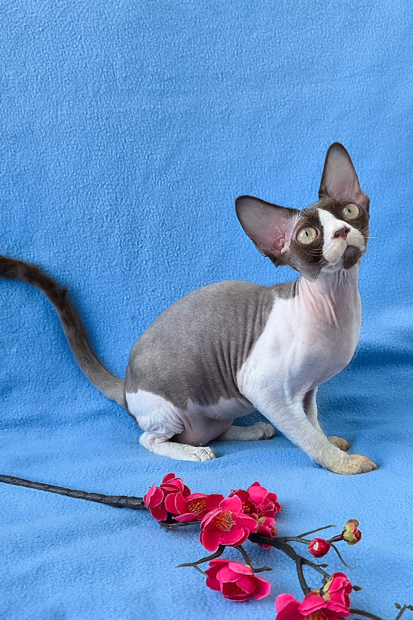 Zabava | Devon Rex Kitten