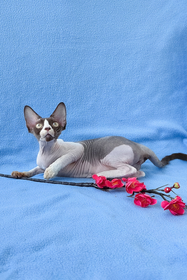 Zabava | Devon Rex Kitten