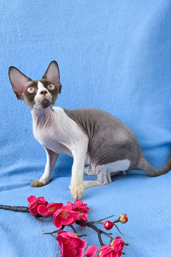 Zabava | Devon Rex Kitten
