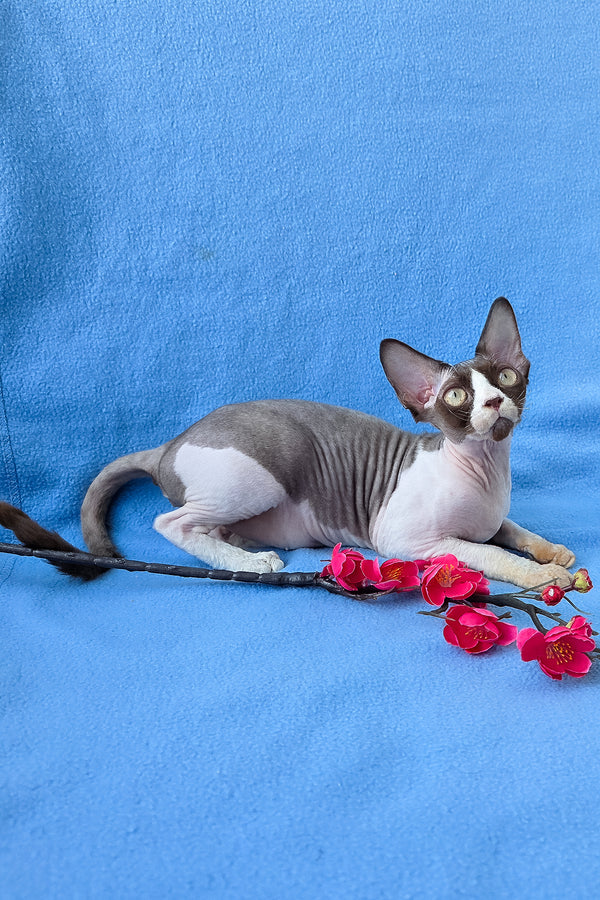Zabava | Devon Rex Kitten
