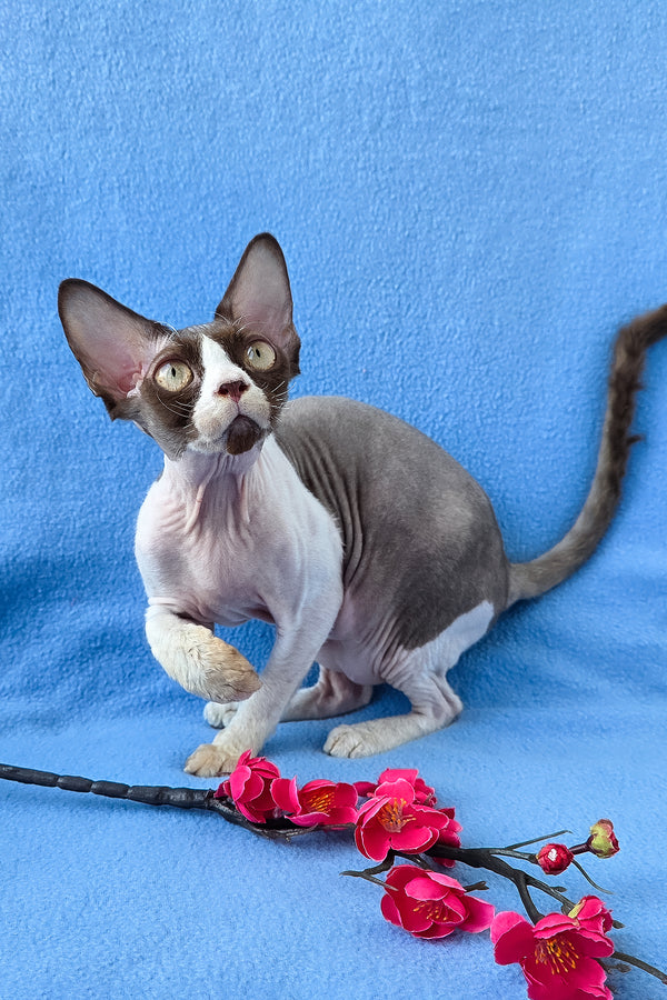 Zabava | Devon Rex Kitten