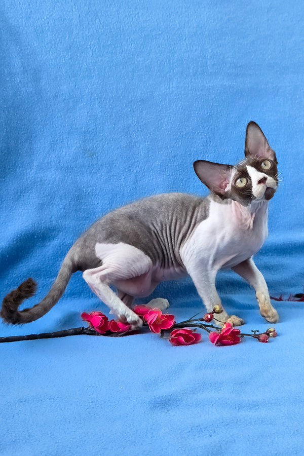 Zabava | Devon Rex Kitten