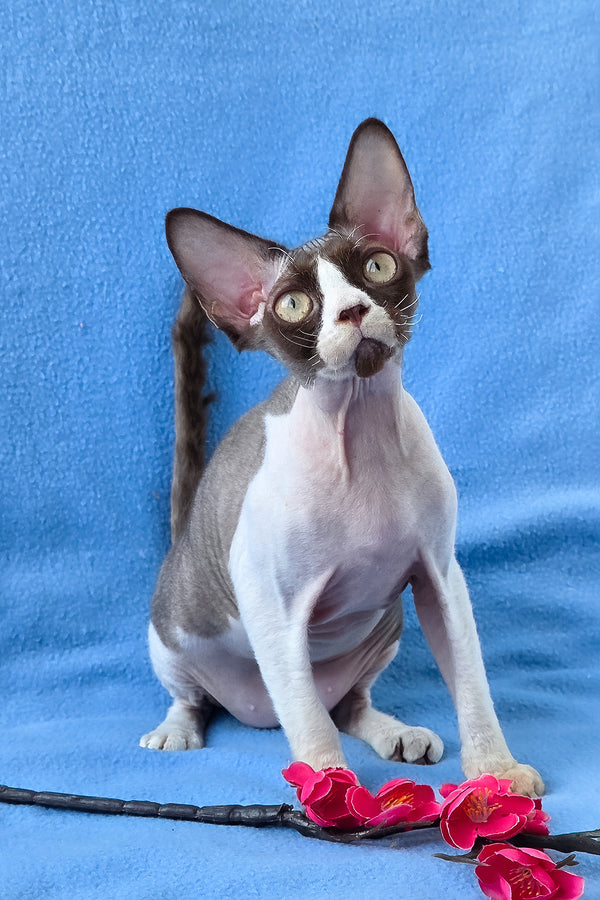Zabava | Devon Rex Kitten