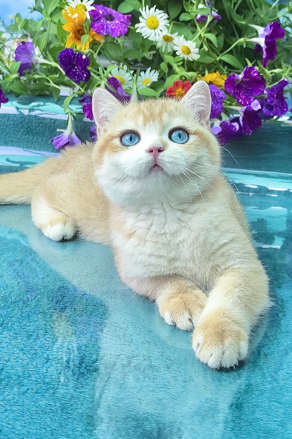 Zack | British Shorthair Kitten