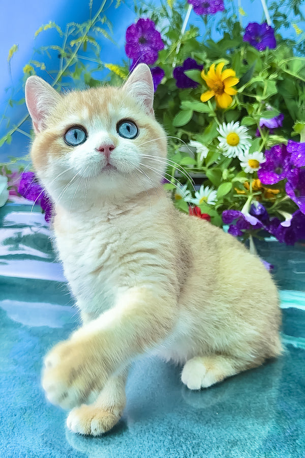 Zack | British Shorthair Kitten