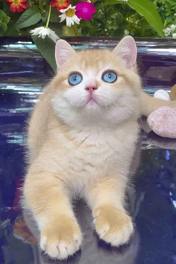Zack | British Shorthair Kitten