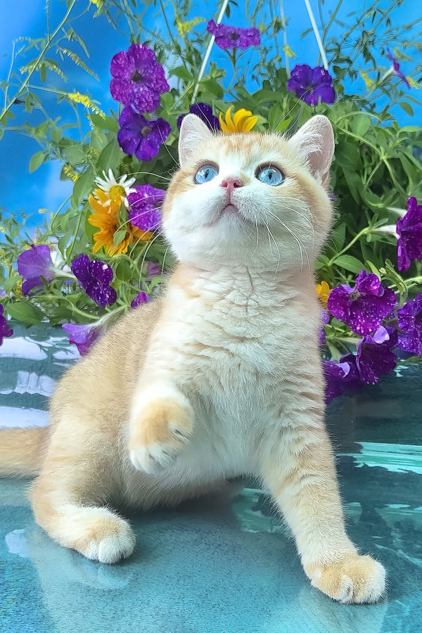 Zack | British Shorthair Kitten