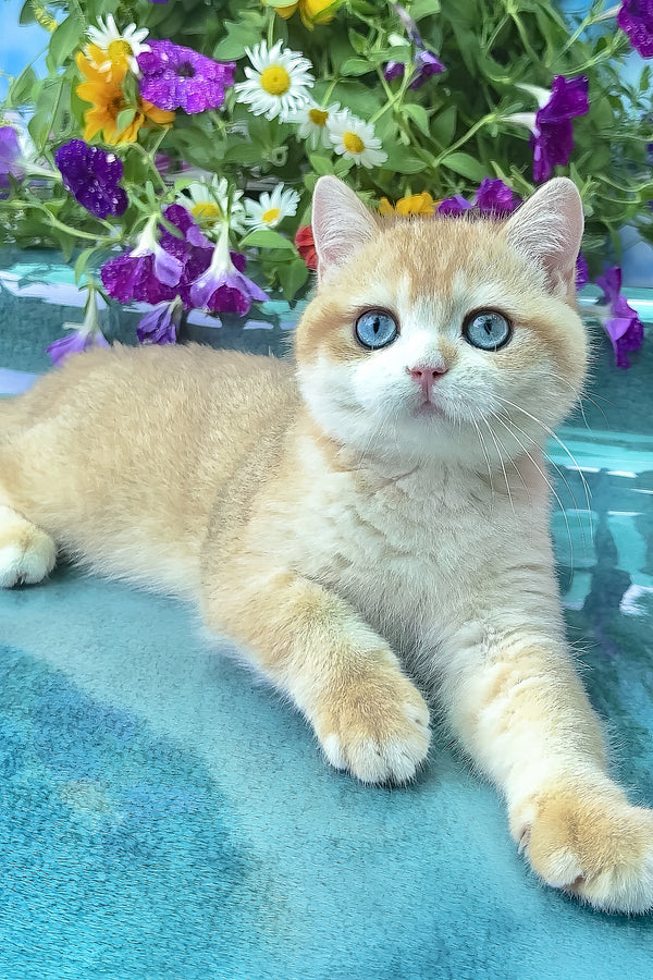 Zack | British Shorthair Kitten