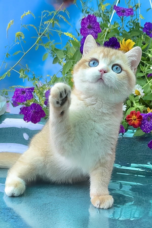 Zack | British Shorthair Kitten