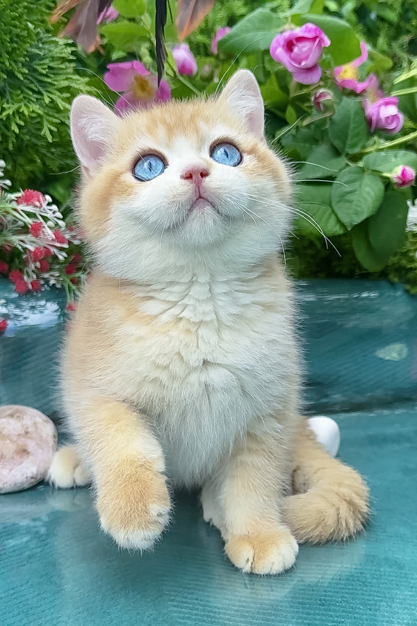 Zack | British Shorthair Kitten
