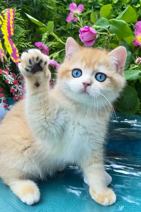 Zack | British Shorthair Kitten