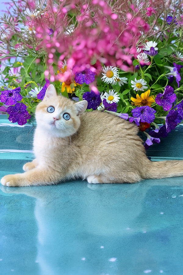 Zack | British Shorthair Kitten