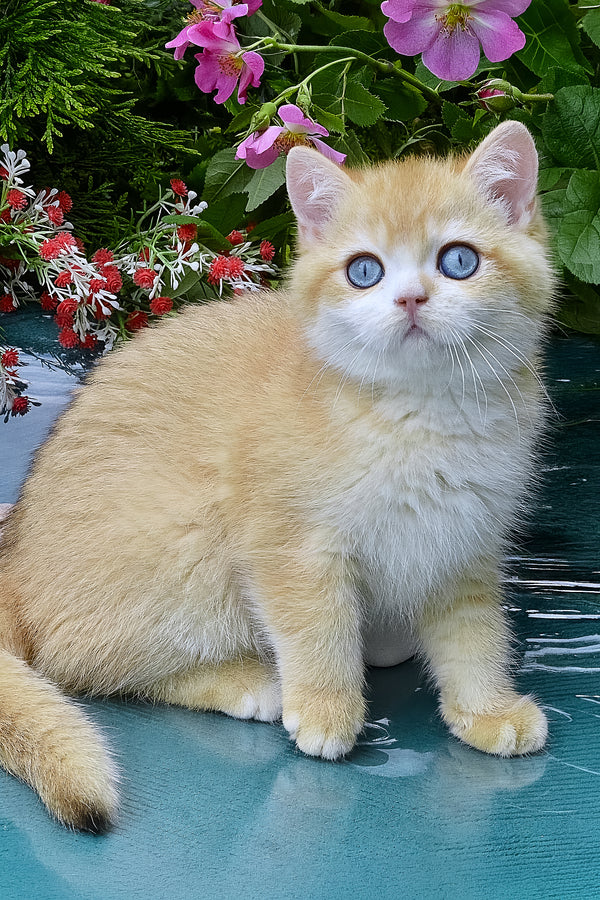 Zack | British Shorthair Kitten
