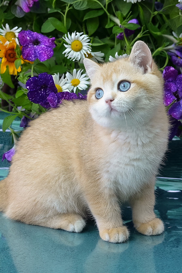 Zack | British Shorthair Kitten