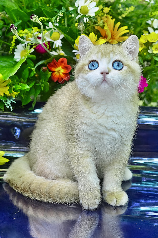 Zack | British Shorthair Kitten