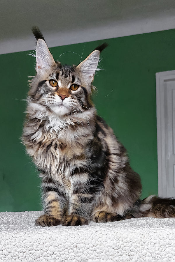 Zafira | Maine Coon Kitten
