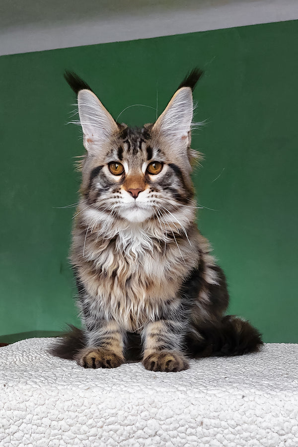 Zafira | Maine Coon Kitten