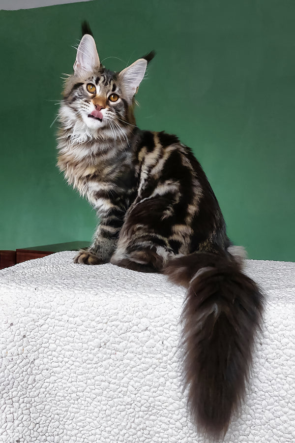 Zafira | Maine Coon Kitten
