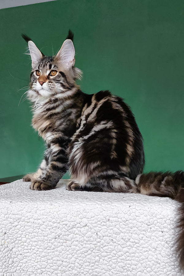 Zafira | Maine Coon Kitten