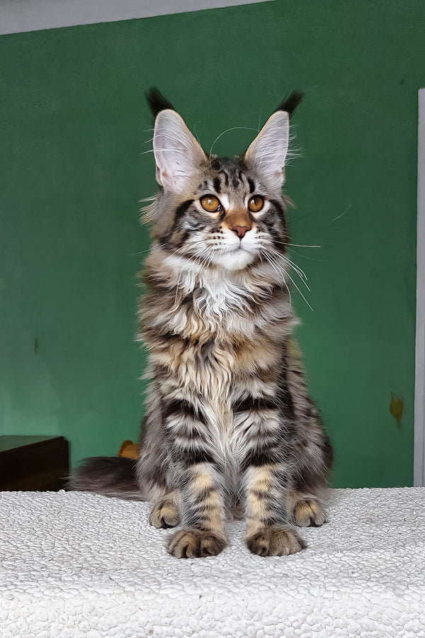 Zafira | Maine Coon Kitten