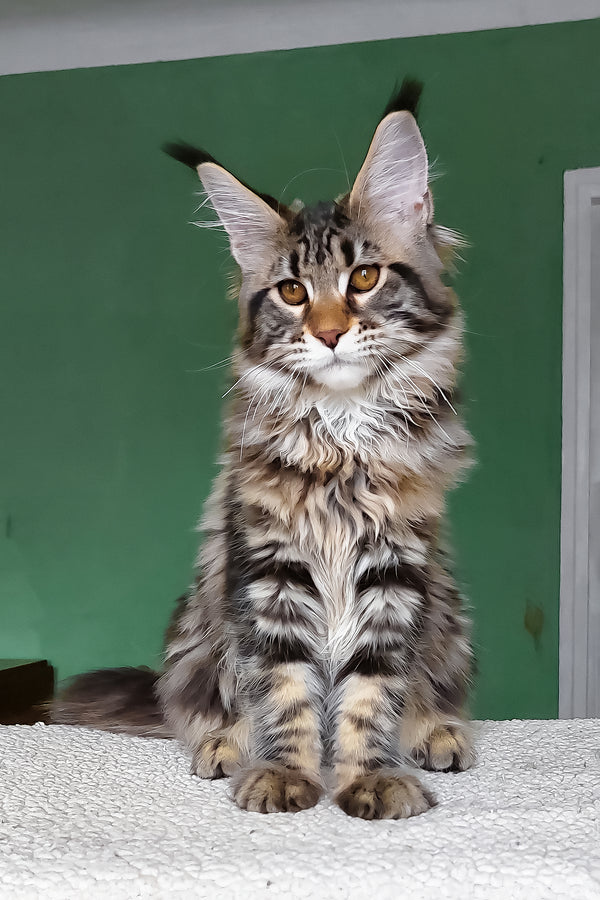 Zafira | Maine Coon Kitten